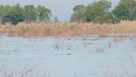 A-lone-individual,-Monitor-Lizard,-Varanus,-swimming-from-the-left-to-the-right-side-of-the-Beung-Boraphet-lake-in-Nakhon-Sawan-province