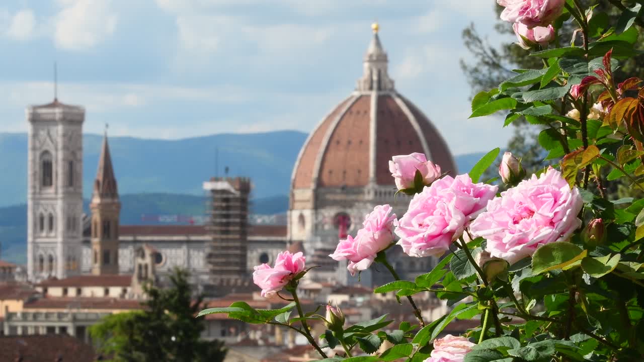 산타 마리아 델 피오레 대성당을 배경으로 유명한 피렌체 로즈 가든에서 바람에 불어나는 아름다운 분홍색 장미.