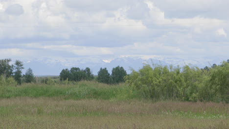 Grassland-blows-in-the-wind-with-snow-capped-mountains-in-background