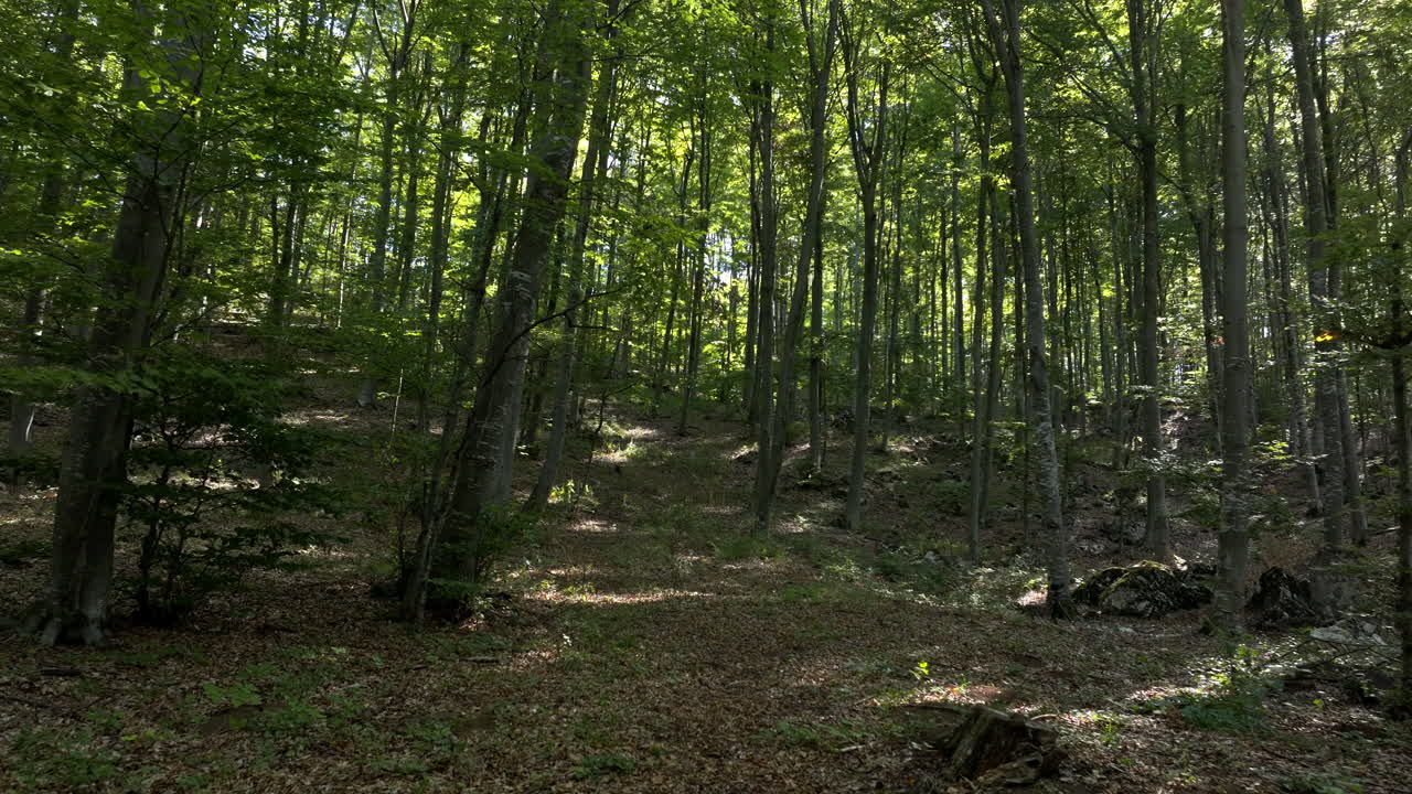 escena de un bosque exuberante