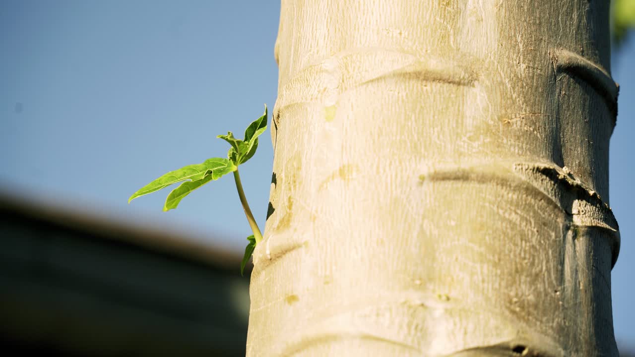 Great shot of a papaya tree with a small limb growing from the tree bark blue sky sunny summer weather
