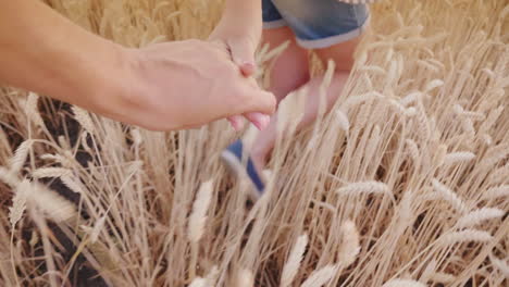 a woman's hand holds a man's hand leading to a field of wheat