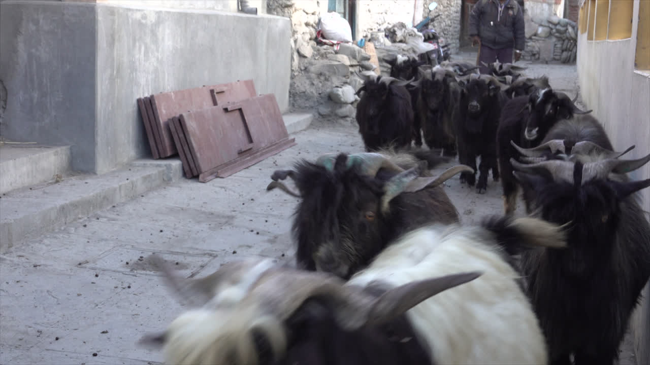 작은 마을 의 작은 골목 을 걸어다니는 빌리 염소 의 무리