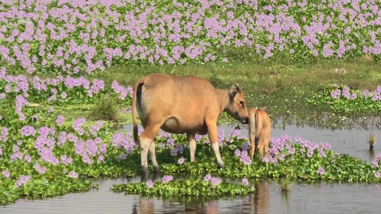 Bò mẹ và chú bê con đáng yêu đang gặm cỏ giữa những bông hoa lục bình màu hồng rực rỡ bên cạnh mặt nước tĩnh lặng phản chiếu hình ảnh các con vật tại Bali, Indonesia. Rất phù hợp cho các chủ đề về nông nghiệp và thiên nhiên gia đình