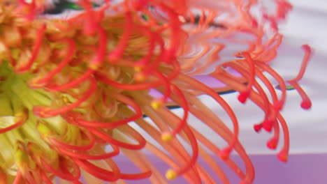 pincushion protea underwater