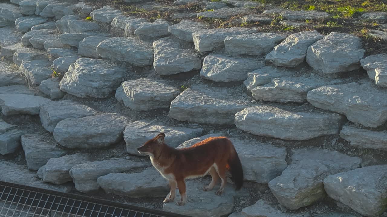 Static shot of reddish brown dhole enjoying tranquil atmosphere in naturalistic Tallinn Zoo enclosure. Mountain wolf with fluffy tail gazes evening light and yawns revealing keen teeth, wild yet calm