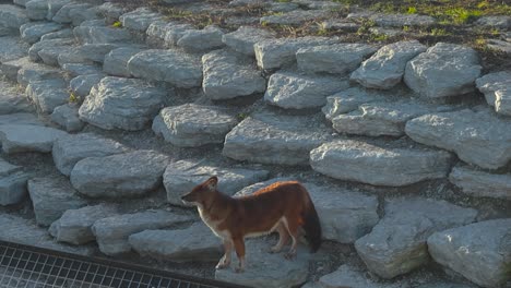 static shot of reddish brown dhole enjoying tranquil atmosphere in naturalistic tallinn zoo enclosure. mountain wolf with fluffy tail gazes evening light and yawns revealing keen teeth, wild yet calm