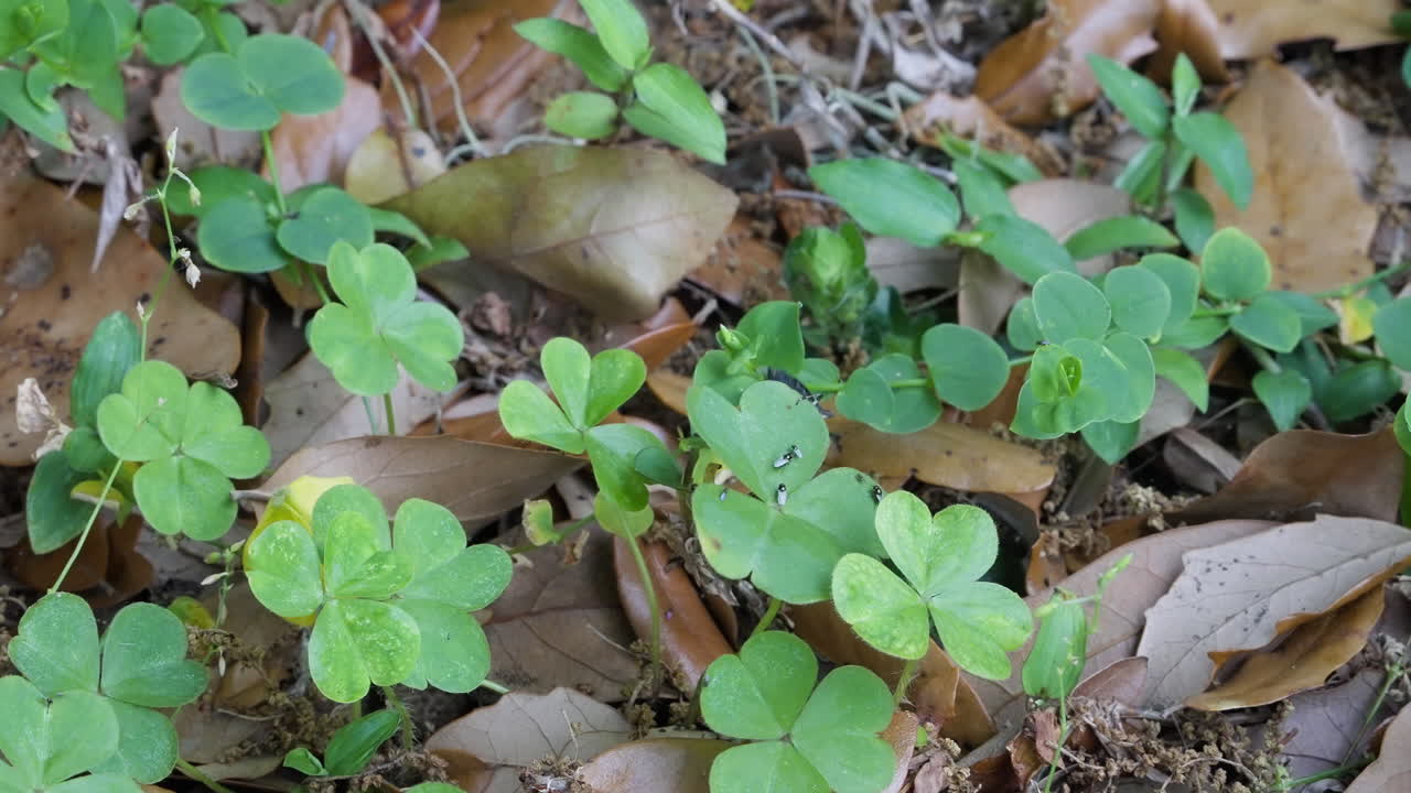 Close overview of beetle insect sitting on a green stalk and leaves below, trying to escape and get away from flies that are attacking it
