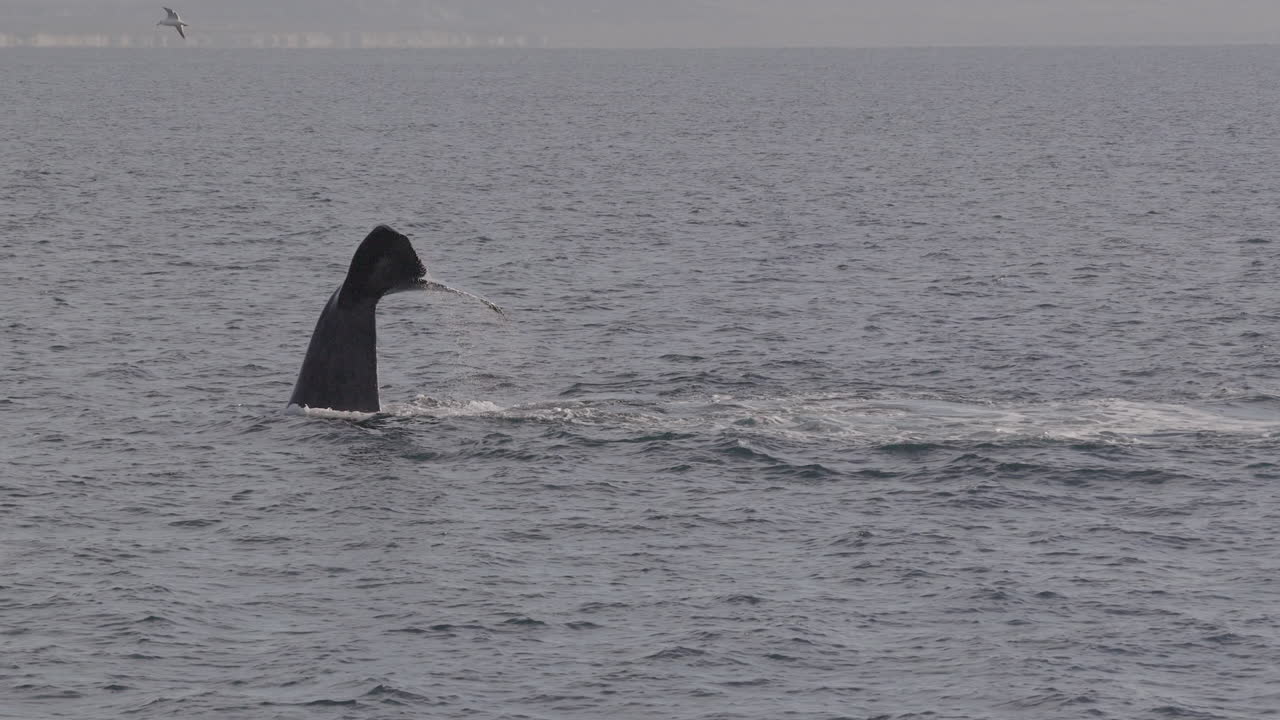 A lone southern right whale playfully slaps its tail near Puerto Madryn, Argentina
