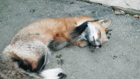 Fuchs-Liegt-Und-Ruht-Auf-Dem-Boden-Im-Zao-Fuchsdorf-In-Miyagi,-Japan---Nahaufnahme