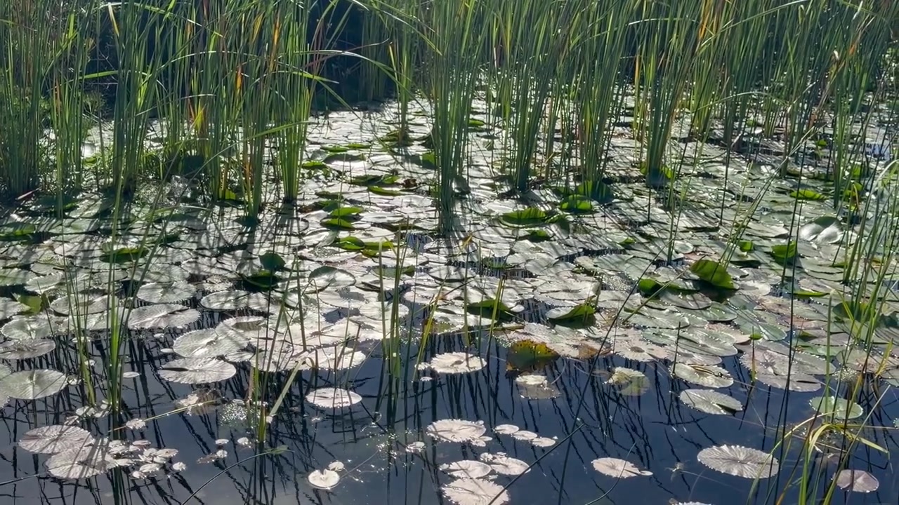 Waterlily plants on the surface of the river.