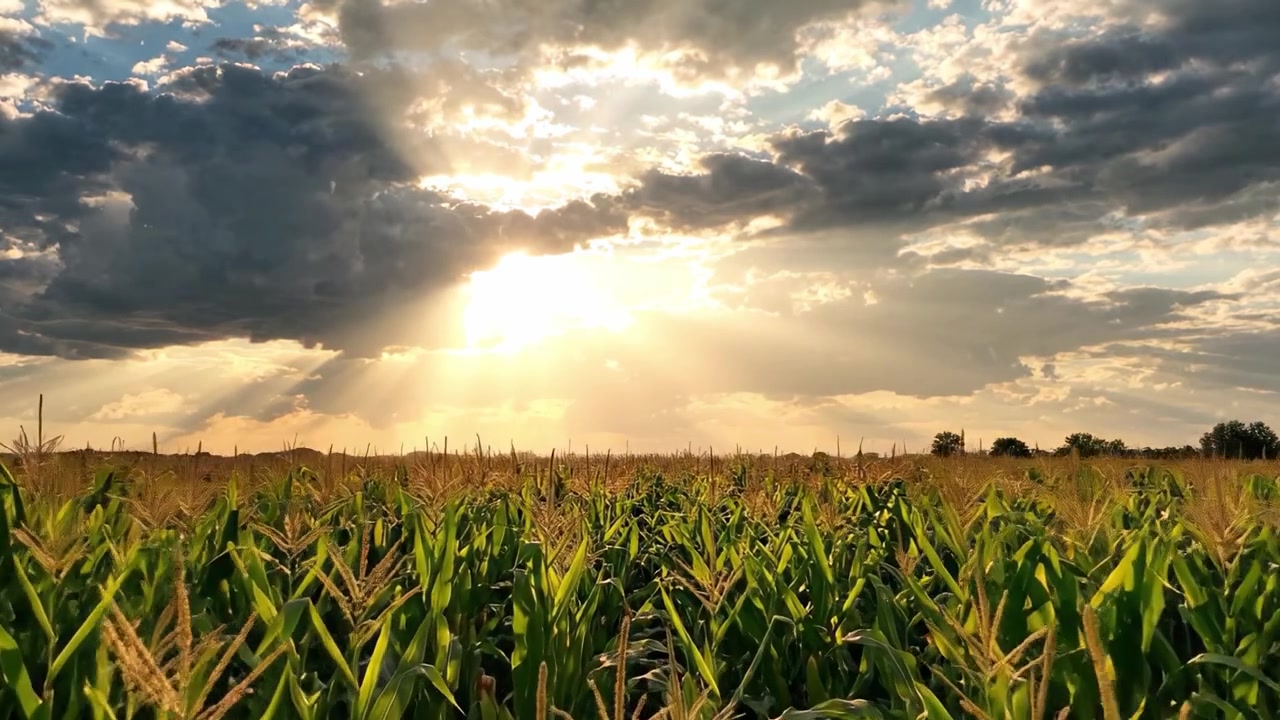 A Beautiful Sunset Over a Lush Cornfield Highlighting the Golden Rays of Sunlight Illuminating the Crop, Capturing the Essence of Nature’s Beauty and Bounty