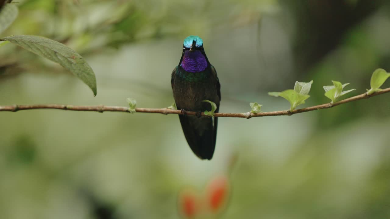 colibrí de garganta púrpura montañés de la jungla de costa rica