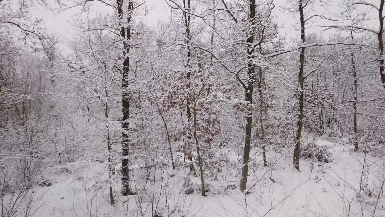 하얀 얼음과 눈으로 덮인 나뭇가지 위를 지나가는 하얀 눈 덮힌 숲 속에서 천천히 움직이는 드론