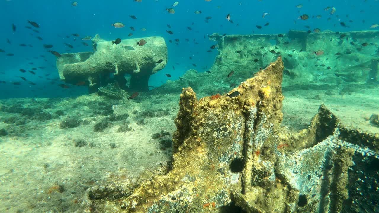 cardumen de peces nadando