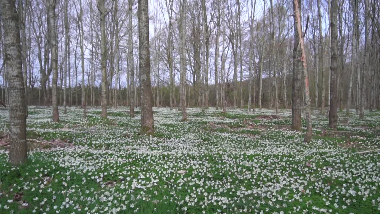Avanzando attraverso una foresta piena di anemoni sul suolo della foresta.