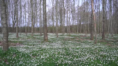 walking forward through a forest full of anemones on the forest floor