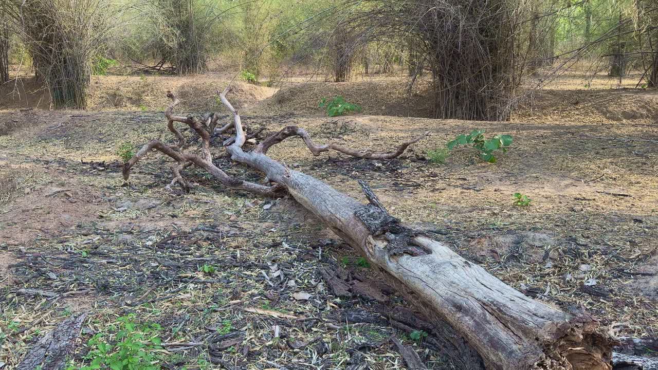 Closeup of a fallen dead tree in the jungle, also known as a snag or a wildlife tree, is a crucial part of the ecosystem