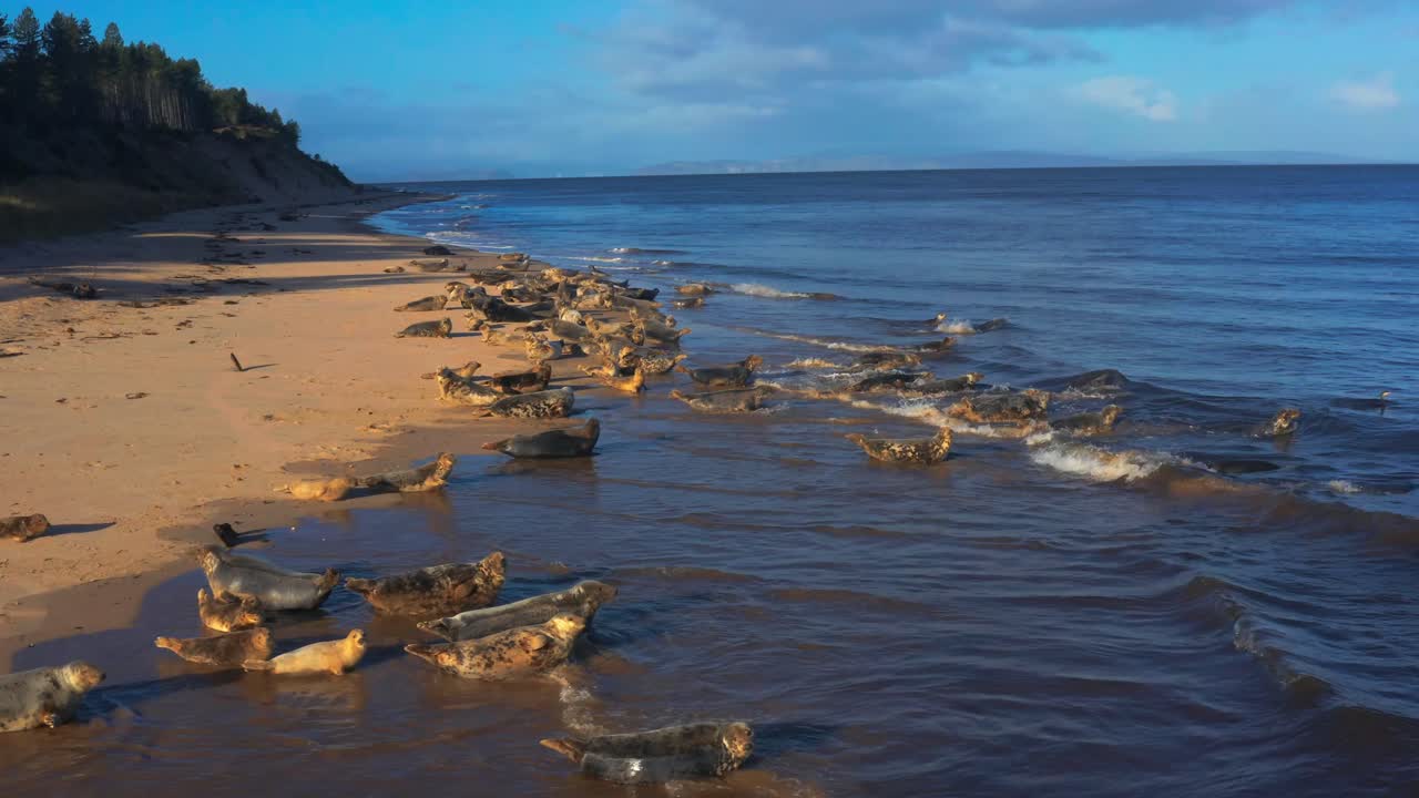 Zachwycający widok z lotu ptaka fok wpływających do Morza Północnego z plaży Findhorn w Szkocji, Wielka Brytania.