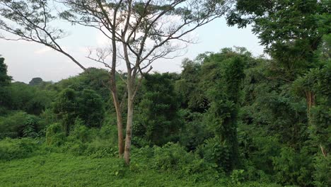 paisaje tropical y campo de golf