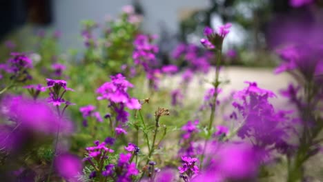 un primer plano en cámara lenta de flores moradas o magentas en el jardín, la mariposa o la polilla vuela repentinamente