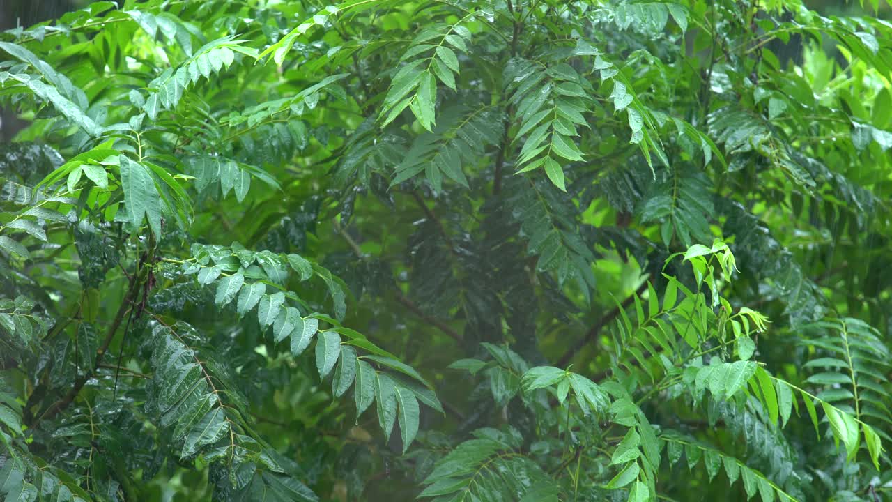 Rain of Meghalay in Forest or hilly areas