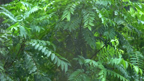 rain of meghalay in forest or hilly areas