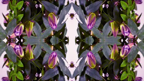 pasiflora 12