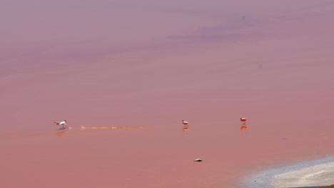 andean flamingos flying in salt flats of bolivia above red lake of the andes south america natural, unpolluted animal wildlife