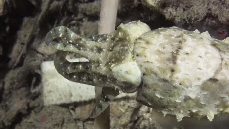 Crinoid-Tintenfisch-Schwimmt-Nachts-Am-Riff-Entlang,-Blinkende-Farbanzeige,-Nahaufnahme