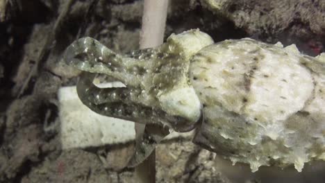 la sepia crinoidea nada a lo largo del arrecife en la pantalla de color intermitente nocturna, toma de primer plano