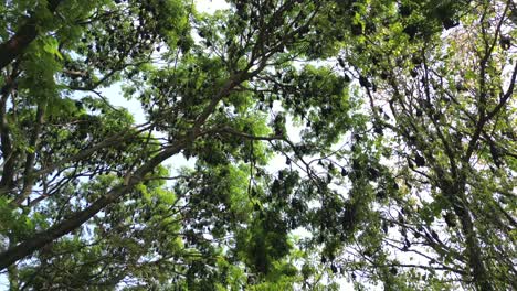 los murciélagos de la fruta colgando de los árboles condujeron una vista de 180d en kolhapur