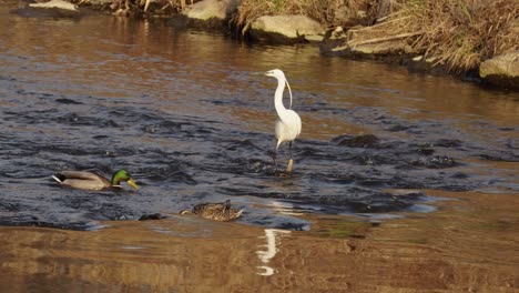 Stockenten,-Die-Auf-Dem-Teich-Suchen,-Mit-Dem-Kleinen-Reihervogel,-Der-Bei-Sonnenuntergang-Steht-Und-Wegfliegt