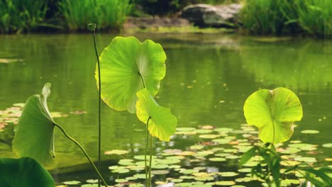 large plant leafs are vivid green in color