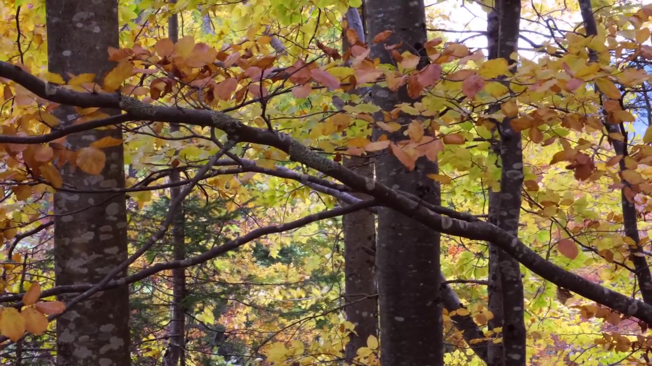 Eine faszinierende 4K-Aufnahme von leuchtenden Blättern, die sich anmutig bewegen, im Kontrast zu den farbenfrohen, schwankenden Ästen, während der Wind der Herbstszene Leben einhaucht.