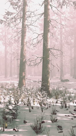 a snow-covered forest