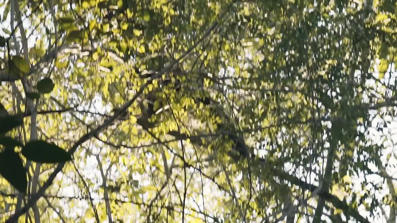 멕시코 리비에라 마야의 마야 열대림에서 성인 모노 아라냐 거미 원숭이가 한 나무에서 다른 나무로 뛰어오르고 스윙합니다.