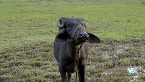 indian-buffalo-grazing-in-paddy-field-and-wet-land-with-grass