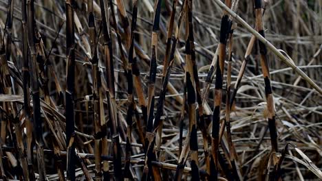 Scorched-reeds-and-weeds-are-moved-by-a-gentle-breeze