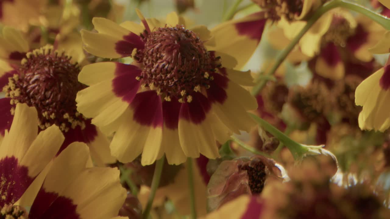 rayos de sol de la mañana en tickseeds
