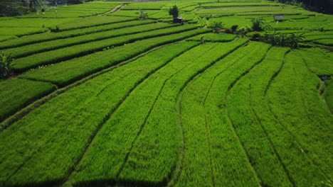 aerial drone's swift tilt-down dolly across paddy terrace fields in sidemen, bali, indonesia