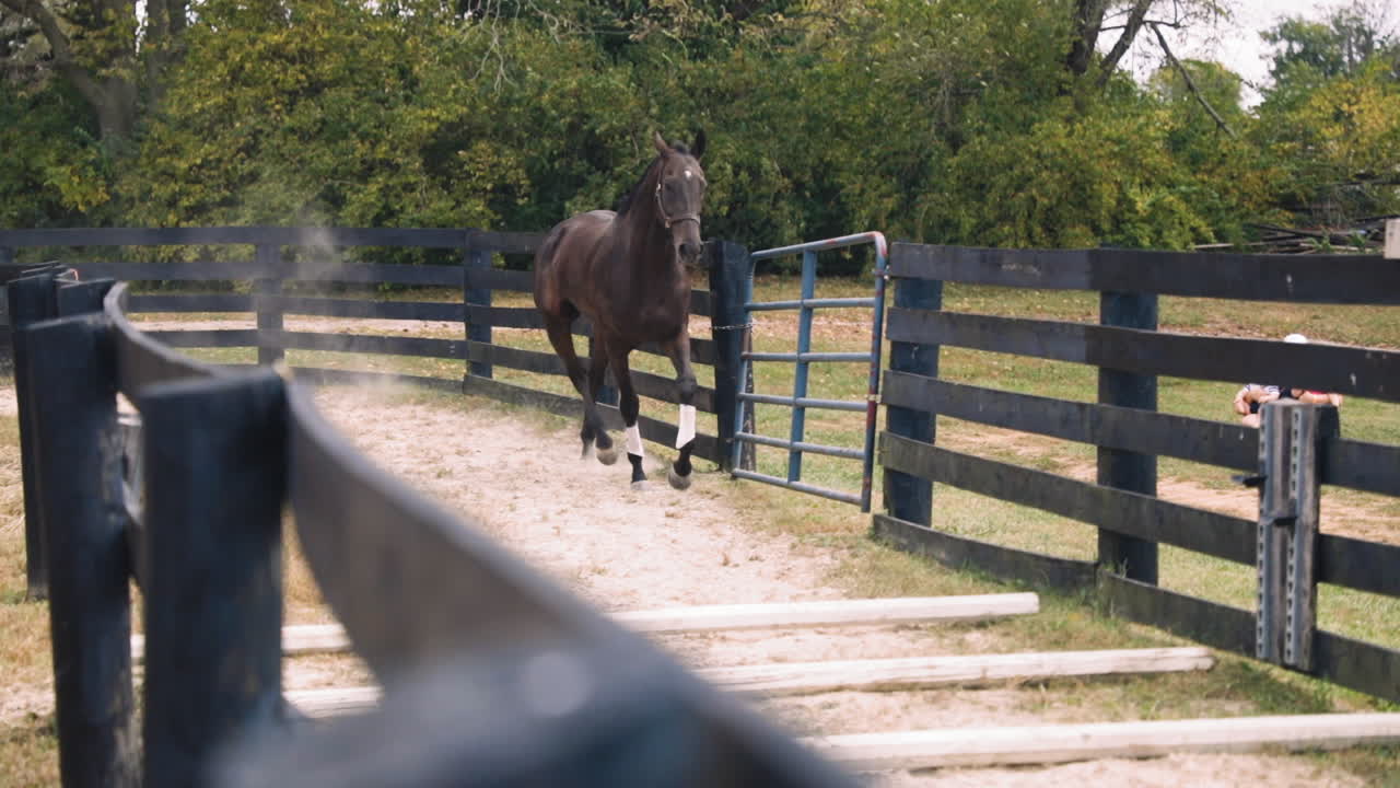 Brown Horse Running in a Paddock
