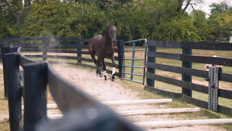 brown horse running in a paddock