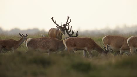 close up panning shot of a herd of red deer with antlers grazing and moving in the shade of a tree on the crest of a grassy knoll overlooking a forest