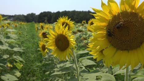 Girasoles-Meciéndose-En-La-Brisa-En-El-Parque-Dorthea-Dix-En-Raleigh,-Nc