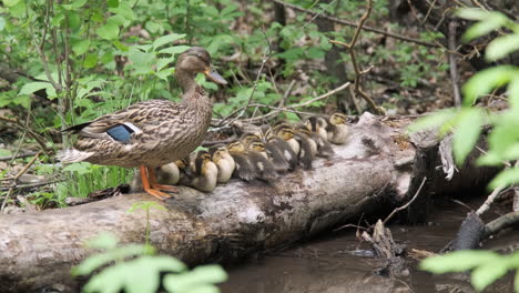 plumas de poda de pato madre con patitos bebé