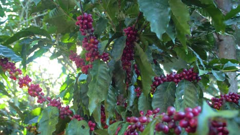 Una-Planta-De-Café-Llena-De-Granos-De-Café-Maduros-Rojos-En-Un-Campo-Ventoso