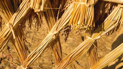 detailed view of rice bundles tied and drying under the sun, showcasing traditional agricultural practices.