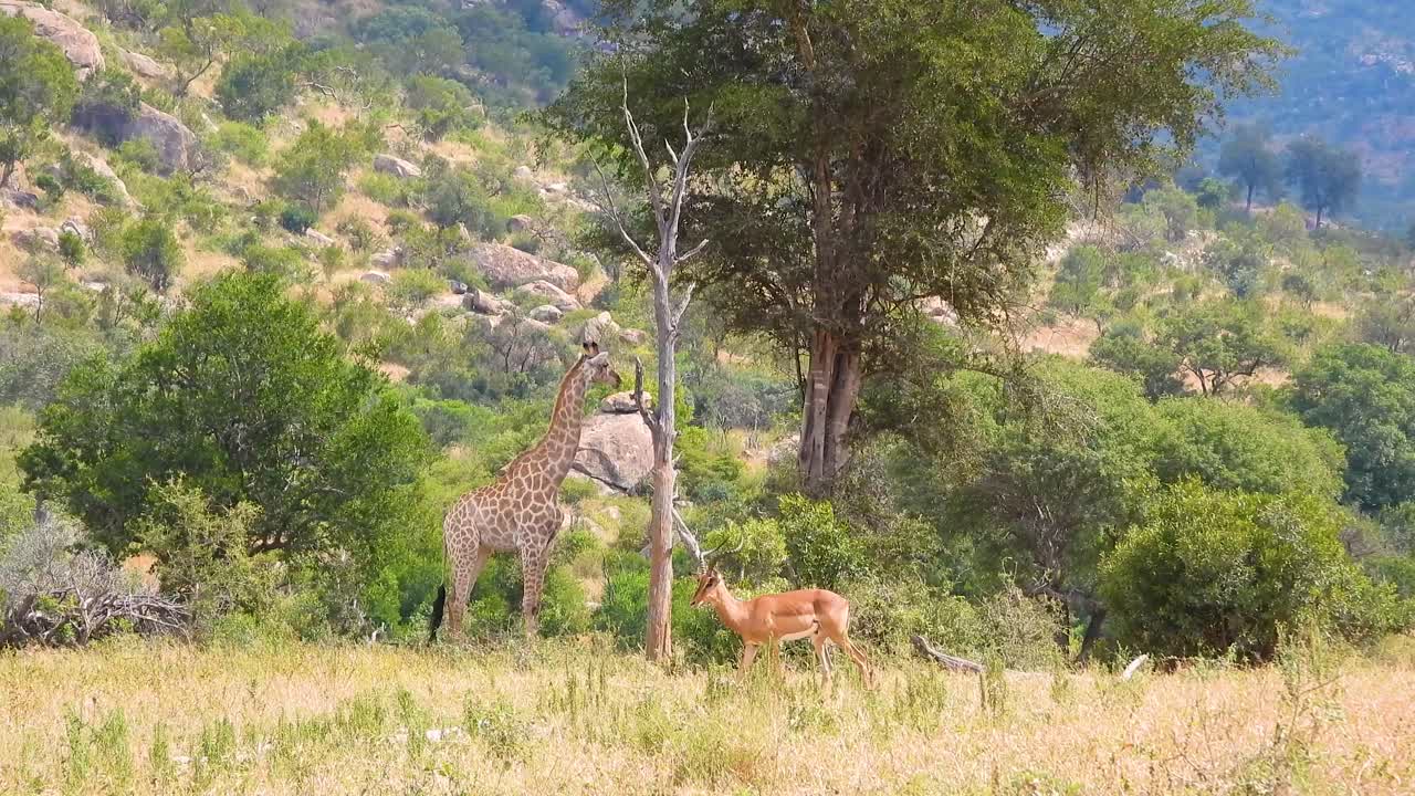un antílope caminando junto a una jirafa a través de la sabana en el parque nacional kruger