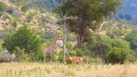 Antilope-Läuft-An-Giraffen-Vorbei-Durch-Savannenbuschland-Im-Krüger-Nationalpark